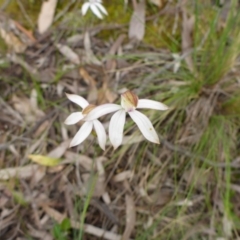 Caladenia moschata (Musky Caps) at Point 5811 - 29 Oct 2016 by JanetRussell