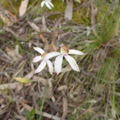 Caladenia moschata (Musky Caps) at Point 5811 - 29 Oct 2016 by JanetRussell