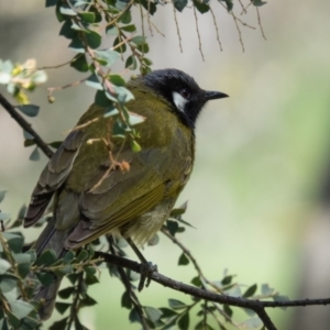 Nesoptilotis leucotis at Gungahlin, ACT - 31 Oct 2016