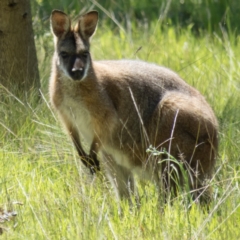 Notamacropus rufogriseus (Red-necked Wallaby) at Gungahlin, ACT - 30 Oct 2016 by CedricBear