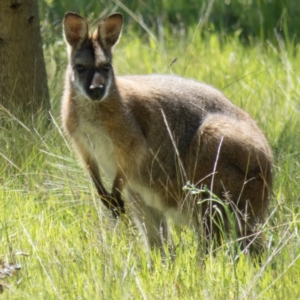 Notamacropus rufogriseus at Gungahlin, ACT - 31 Oct 2016 10:09 AM