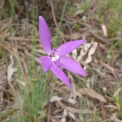 Glossodia major (Wax Lip Orchid) at Point 5811 - 29 Oct 2016 by JanetRussell