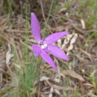 Glossodia major (Wax Lip Orchid) at Point 5811 - 28 Oct 2016 by JanetRussell