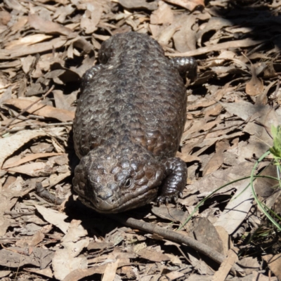 Tiliqua rugosa (Shingleback Lizard) at Wallaroo, NSW - 31 Oct 2016 by CedricBear