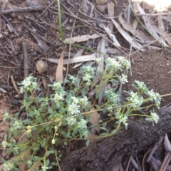 Poranthera microphylla (Small Poranthera) at Acton, ACT - 31 Oct 2016 by Floramaya