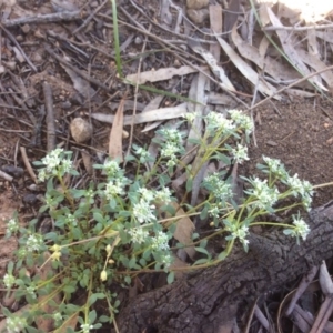 Poranthera microphylla at Point 5215 - 31 Oct 2016 11:46 AM