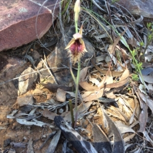 Calochilus platychilus at Point 5215 - 31 Oct 2016