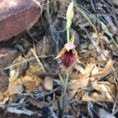 Calochilus platychilus at Point 5215 - 31 Oct 2016