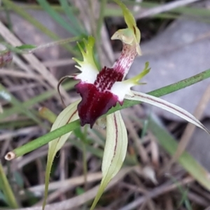 Caladenia atrovespa at Canberra Central, ACT - 29 Oct 2016