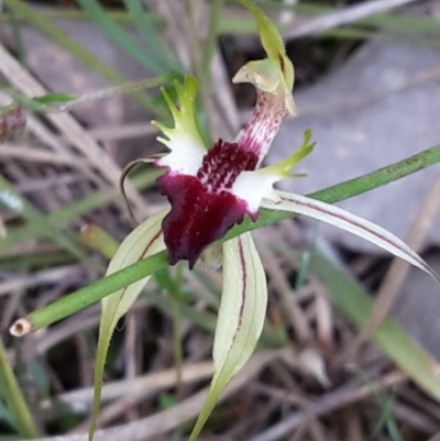 Caladenia atrovespa (Green-comb Spider Orchid) at Canberra Central, ACT - 29 Oct 2016 by galah681