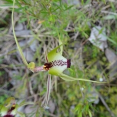 Caladenia atrovespa at Canberra Central, ACT - 29 Oct 2016