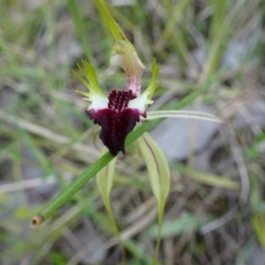 Caladenia atrovespa at Canberra Central, ACT - suppressed