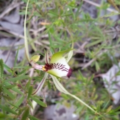 Caladenia atrovespa at Canberra Central, ACT - 29 Oct 2016