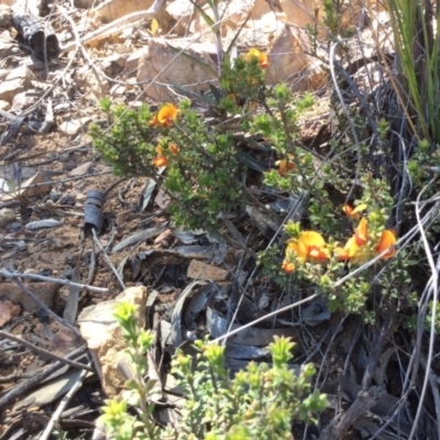 Pultenaea procumbens (Bush Pea) at Acton, ACT - 31 Oct 2016 by Floramaya