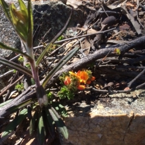 Pultenaea procumbens at Acton, ACT - 31 Oct 2016