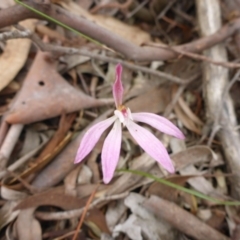 Caladenia fuscata (Dusky Fingers) at Point 5811 - 29 Oct 2016 by JanetRussell