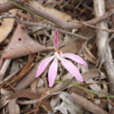 Caladenia fuscata (Dusky Fingers) at O'Connor, ACT - 28 Oct 2016 by JanetRussell