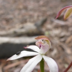 Caladenia moschata (Musky Caps) at Point 5809 - 29 Oct 2016 by JanetRussell