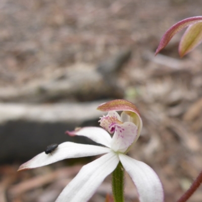 Caladenia moschata (Musky Caps) at Point 5809 - 29 Oct 2016 by JanetRussell