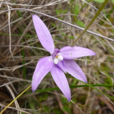 Glossodia major (Wax Lip Orchid) at Point 5809 - 29 Oct 2016 by JanetRussell