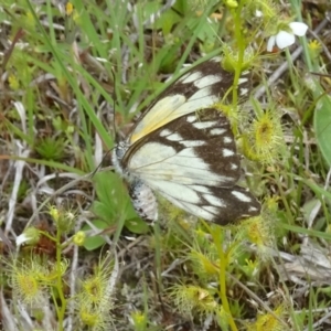 Belenois java at Canberra Central, ACT - 29 Oct 2016 12:38 PM