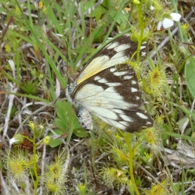 Belenois java (Caper White) at Black Mountain - 29 Oct 2016 by galah681