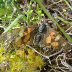 Vanessa kershawi (Australian Painted Lady) at Black Mountain - 29 Oct 2016 by galah681