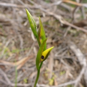 Diuris sulphurea at Point 5809 - suppressed