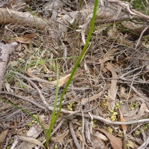 Diuris sulphurea at Point 5809 - suppressed