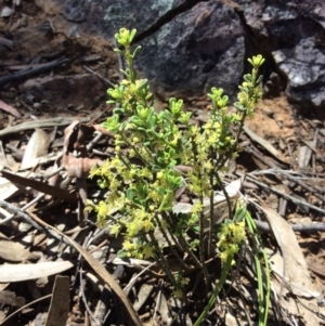 Phyllanthus occidentalis at Acton, ACT - 31 Oct 2016 12:12 PM