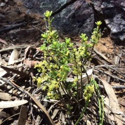 Phyllanthus occidentalis (Thyme Spurge) at Point 5215 - 31 Oct 2016 by Floramaya