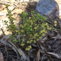 Phyllanthus occidentalis at Acton, ACT - 31 Oct 2016 12:12 PM