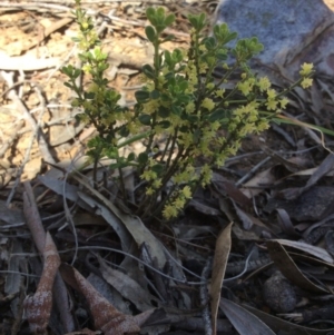 Phyllanthus occidentalis at Acton, ACT - 31 Oct 2016 12:12 PM