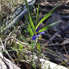 Stypandra glauca (Nodding Blue Lily) at Black Mountain - 31 Oct 2016 by Floramaya