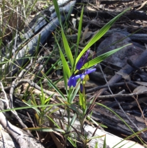 Stypandra glauca at Acton, ACT - 31 Oct 2016