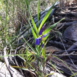 Stypandra glauca at Acton, ACT - 31 Oct 2016