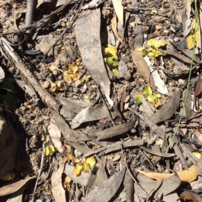 Pterostylis sp. (A Greenhood) at Molonglo Valley, ACT - 31 Oct 2016 by Floramaya