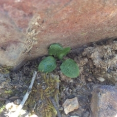 Pterostylis sp. at Point 5363 - suppressed