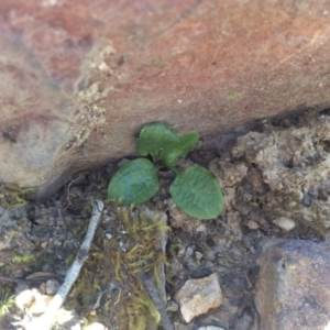 Pterostylis sp. at Point 5363 - 31 Oct 2016