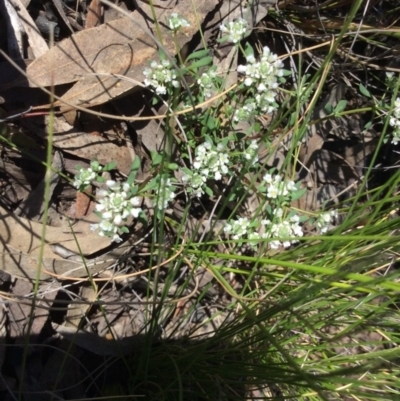 Poranthera microphylla (Small Poranthera) at Black Mountain - 31 Oct 2016 by Floramaya