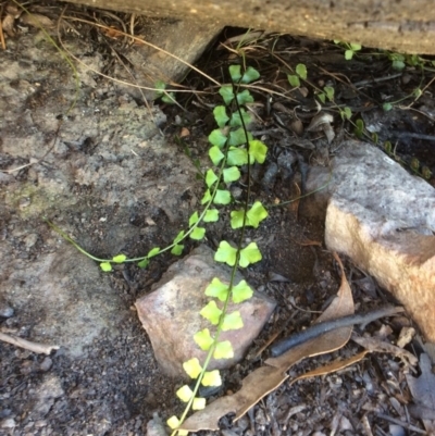 Asplenium flabellifolium (Necklace Fern) at Black Mountain - 31 Oct 2016 by Floramaya