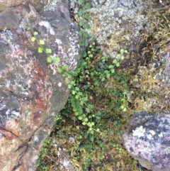 Asplenium flabellifolium at Point 5363 - 31 Oct 2016 12:42 PM