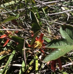 Passiflora cinnabarina (Red Passionflower) at Acton, ACT - 31 Oct 2016 by Floramaya