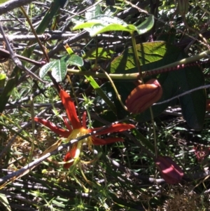 Passiflora cinnabarina at Point 5363 - 31 Oct 2016