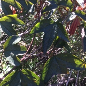 Passiflora cinnabarina at Point 5363 - 31 Oct 2016