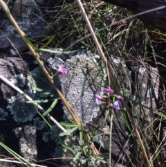 Glycine clandestina (Twining Glycine) at Black Mountain - 31 Oct 2016 by Floramaya