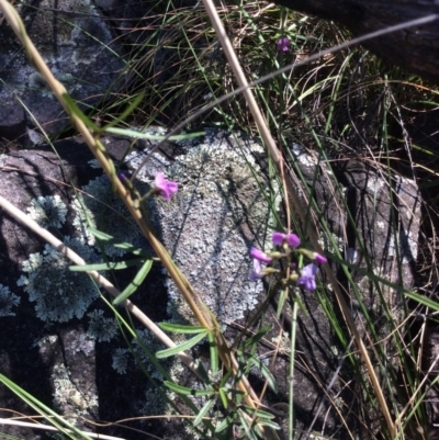 Glycine clandestina (Twining Glycine) at Point 5363 - 31 Oct 2016 by Floramaya