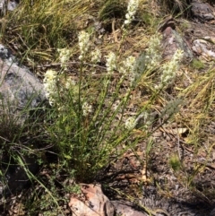 Stackhousia monogyna (Creamy Candles) at Black Mountain - 31 Oct 2016 by Floramaya