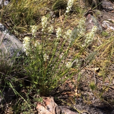 Stackhousia monogyna (Creamy Candles) at Acton, ACT - 31 Oct 2016 by Floramaya