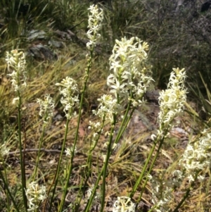 Stackhousia monogyna at Acton, ACT - 31 Oct 2016